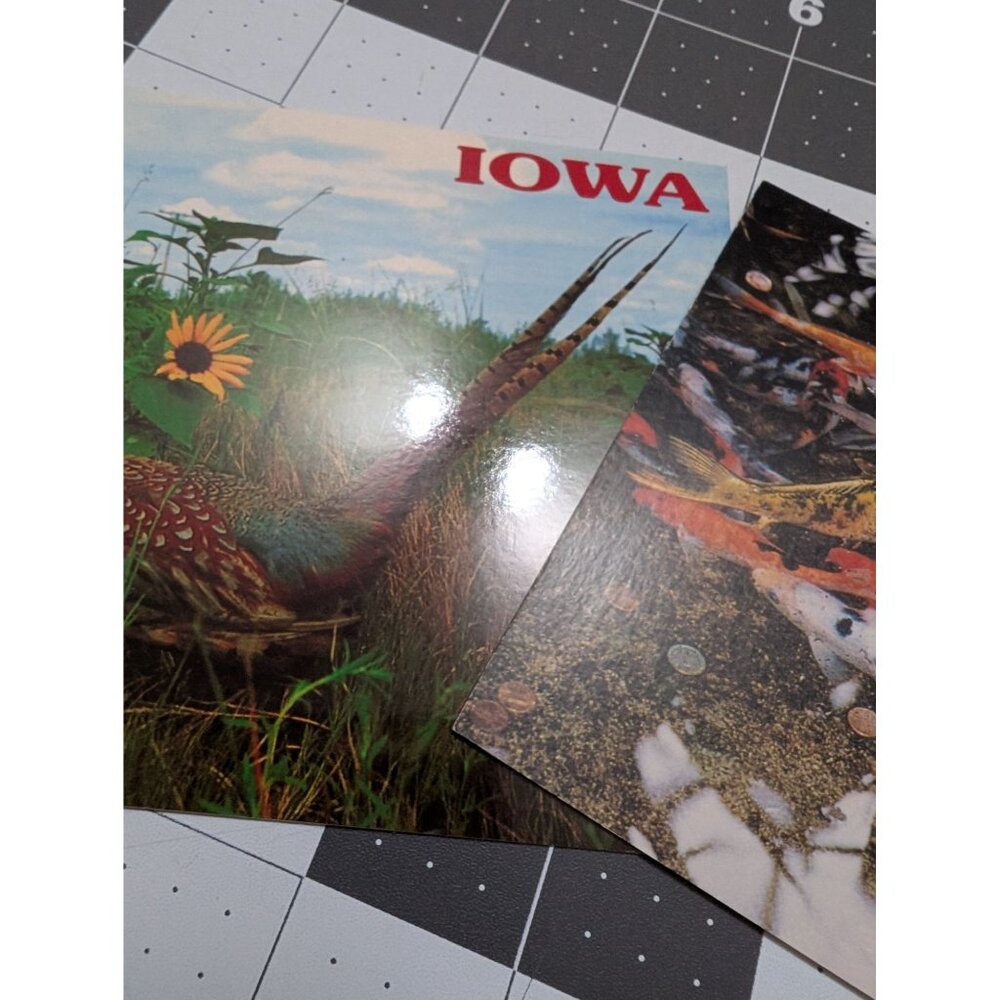 Animals of Iowa Post Cards lot 2 Pheasant Koi Des Monies Botanical Garden unpost - Picture 2 of 6